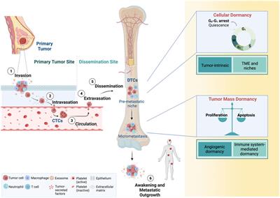 The lingering mysteries of metastatic recurrence in breast cancer