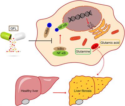 Frontiers | Ganfule capsule alleviates bile duct ligation-induced liver ...