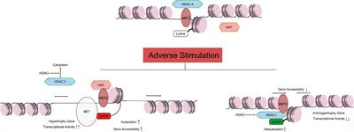 Frontiers | Mechanism of histone deacetylases in cardiac hypertrophy ...