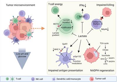 Frontiers | Lactate from the tumor microenvironment - A key obstacle in ...