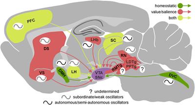 Frontiers | Racing and Pacing in the Reward System: A Multi-Clock ...