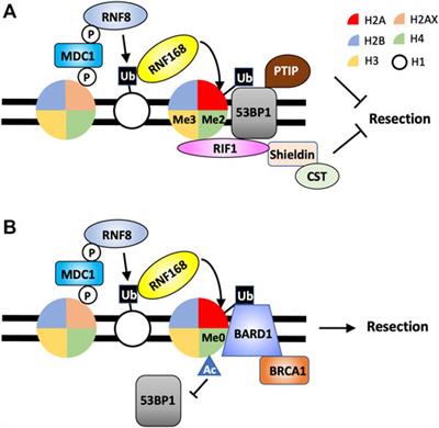 Frontiers | The regulation of DNA end resection by chromatin response ...