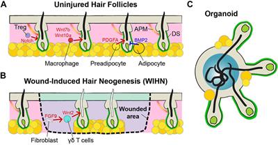 Frontiers  Hair Follicle Morphogenesis During Embryogenesis, Neogenesis,  and Organogenesis