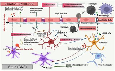 Frontiers | The evolving role of extracellular vesicles (exosomes) as ...