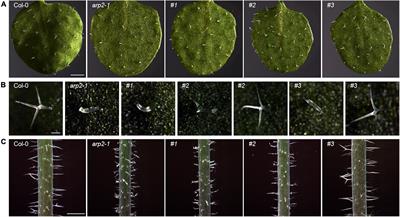 Trichome phenotypes of arp2 - 1 , arp3 - 1 , and arpc5-1 mutants. A