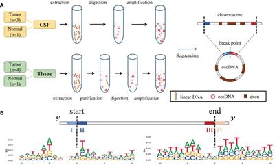 Frontiers | Whole-genome sequencing of extrachromosomal circular DNA of ...