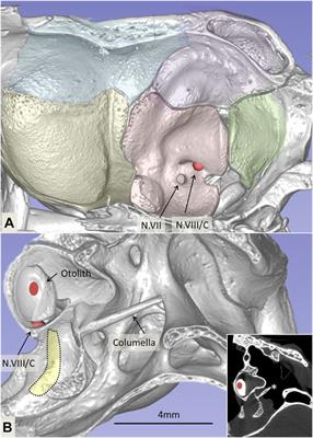 ANAT 411 Anterior View of the Muscles of Head & Neck Diagram