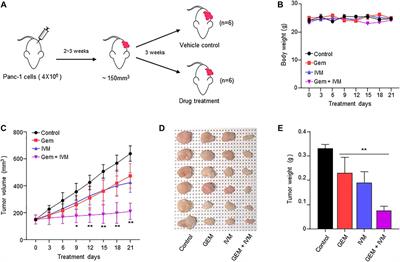 Frontiers | Ivermectin and gemcitabine combination treatment induces ...