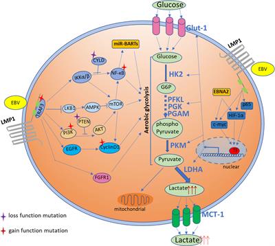 Upregulation of IQGAP2 by EBV transactivator Rta and its influence on EBV  life cycle