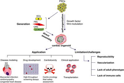 Frontiers | Transformational Applications of Human Cardiac Organoids in ...