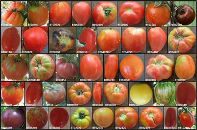 Category:Tomatoes - Wikimedia Commons