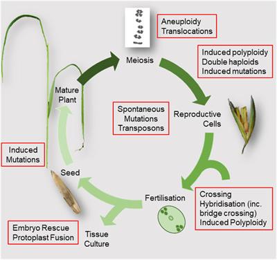 Frontiers  New Plant Breeding Techniques in Citrus for the