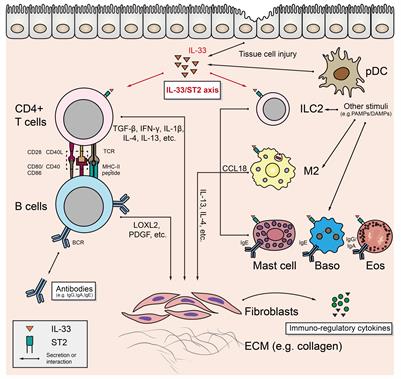 Frontiers | Potential roles of non-lymphocytic cells in the ...