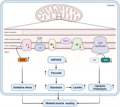 Frontiers | Hypercatabolism and Anti-catabolic Therapies in the ...