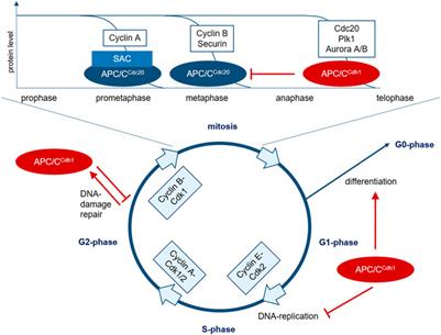 Frontiers | The Role of the APC/C and Its Coactivators Cdh1 and Cdc20 ...