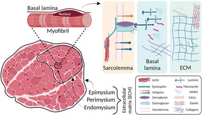 micro muscle cell anatomy