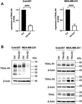 Frontiers | Endogenous TRAIL-R4 critically impacts apoptotic and non ...