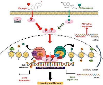 Frontiers | Neuromodulating roles of estrogen and phytoestrogens in ...