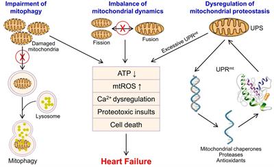 Frontiers | Mitochondrial dysfunction in heart failure and its ...