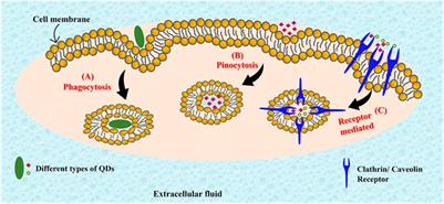 Frontiers | Semiconductor quantum dots for photodynamic therapy: Recent ...