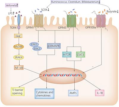 Frontiers | The Gut Microbiota: A Novel Player in Autoimmune Hepatitis