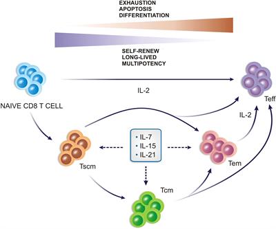 Frontiers | Cytokines as an important player in the context of CAR-T ...