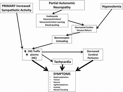 Tipos de síndrome de taquicardia postural ortostatica (POTS)  🔹Hiperadrenergico. Exceso de adrenalina y noradrenalina, provoca hiper