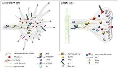 Local Protein Synthesis and Spine Morphogenesis: Fragile X Syndrome and  Beyond