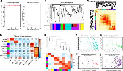 Smita Bansal Sex F - Frontiers | Integrated bioinformatics analysis of the transcription  factor-mediated gene regulatory networks in the formation of spermatogonial  stem cells