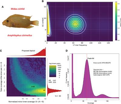 An Updated Genome Assembly Improves Understanding of the Transcriptional  Regulation of Coloration in Midas Cichlid - Frontiers