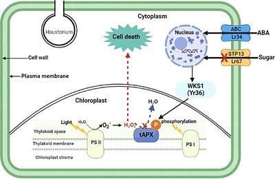 BED-domain-containing immune receptors confer diverse resistance spectra to  yellow rust