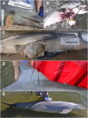 Frontiers  Human influence on bottlenose dolphin (Tursiops truncatus)  strandings in the northern Gulf of Mexico