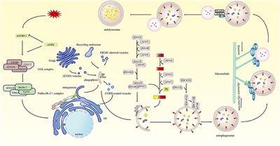 Frontiers | Research progress on astrocyte autophagy in ischemic stroke