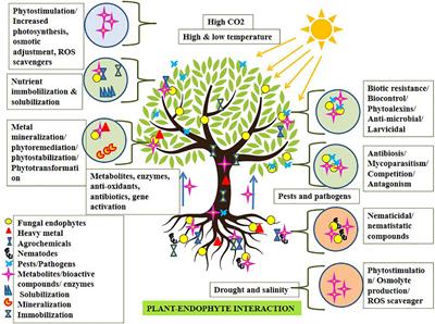 Frontiers | Fungal Endophytes to Combat Biotic and Abiotic Stresses for ...