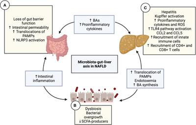 Frontiers | The immune response as a therapeutic target in non ...