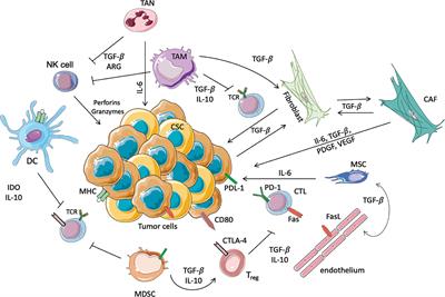 Frontiers | Managing the TME to improve the efficacy of cancer therapy