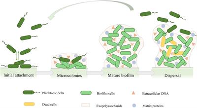 Frontiers | Treatment of Pseudomonas aeruginosa infectious biofilms ...