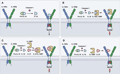 Frontiers | Interleukin-18 and IL-18BP in inflammatory dermatological ...