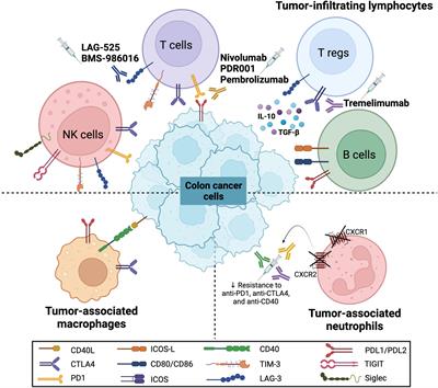 Frontiers | Checkpoint molecules on infiltrating immune cells in ...