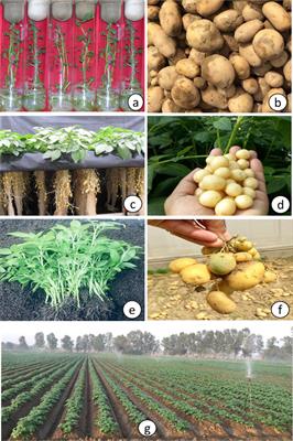 Hydroponic Potato Production Study Finds Increased Yields