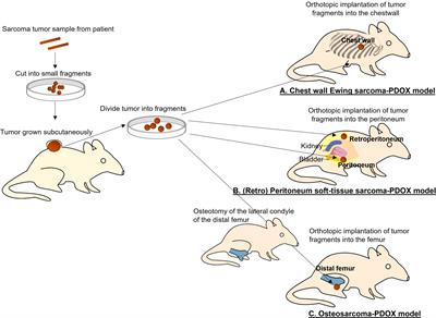 Frontiers | Review: Precise sarcoma patient-derived orthotopic ...