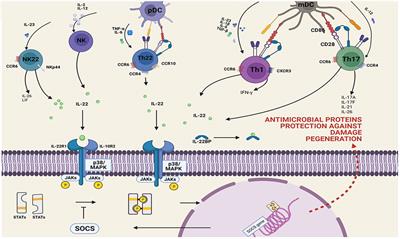 Frontiers | Interleukin 22 and its association with neurodegenerative ...