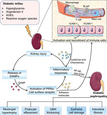 Frontiers | Immune responses in diabetic nephropathy: Pathogenic ...