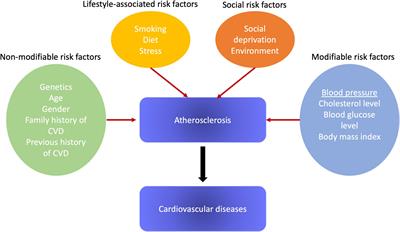 Frontiers | Hypertension as a risk factor for atherosclerosis ...