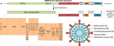 Zeda Sezer Hot Sex Video - Fast-track development of vaccines for SARS-CoV-2: The shots that saved the  world - Frontiers