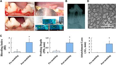 Low-intensity pulsed ultrasound for treating delayed union