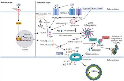 Frontiers  Sepsis-Induced myocardial dysfunction: heterogeneity of  functional effects and clinical significance