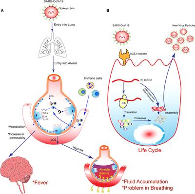 Frontiers | Where do T cell subsets stand in SARS-CoV-2 infection: an ...