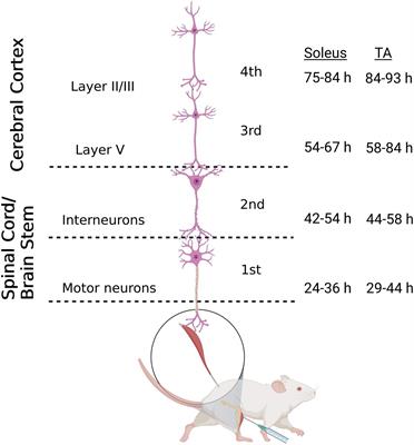 Frontiers | Hindlimb muscle representations in mouse motor cortex ...