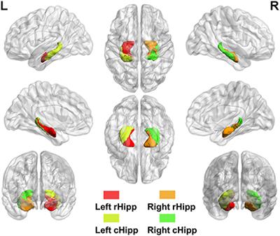 Frontiers  Structural and Functional Hippocampal Correlations in